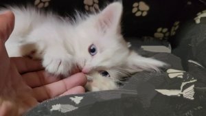 Котенок Микки отдохнул после напряженной игры.