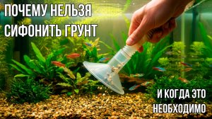 Сифонить Грунт в Аквариуме Нельзя! Но Иногда Нужно.