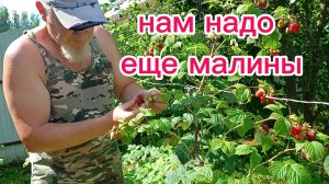 Нам надо ещё малины))) 15-07-2026