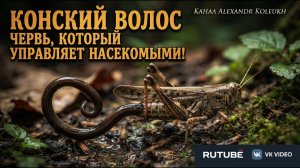 КОНСКИЙ ВОЛОС  - Червь, Который Управляет Насекомыми!