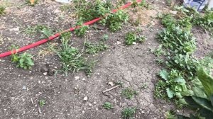Лёша повесил москитную сетку/Налепила манты и испекла торт медовый 🍯 13.07.26