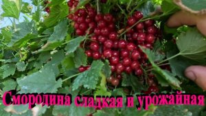 «Смородина красная вкусная и сладкая.»#сад#огород#дача