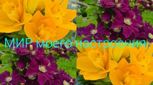 12.07.26 Дача.После грозы.
