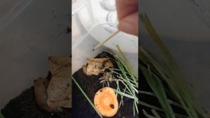 Мои животные. насекомые.