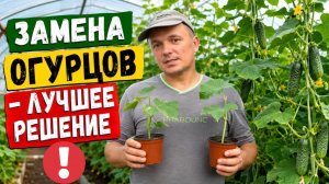 Летняя замена огурцов в теплице - это лучшее решение для продления плодоношения!