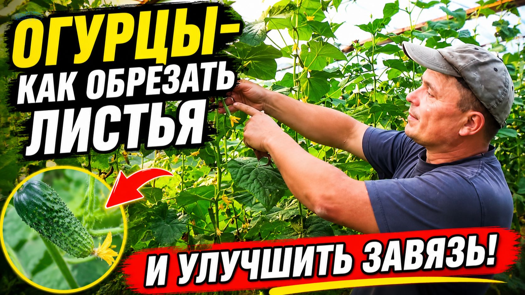ОГУРЦЫ-КАК ОБРЕЗАТЬ ЛИСТЬЯ И УЛУЧШИТЬ ЗАВЯЗЬ. смотреть онлайн