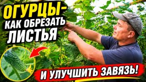 ОГУРЦЫ-КАК ОБРЕЗАТЬ ЛИСТЬЯ И УЛУЧШИТЬ ЗАВЯЗЬ.
