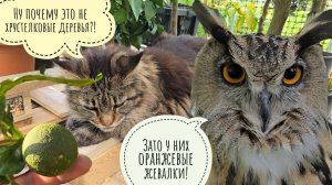 Сова Ёль разлохматилась. Кошка Морошка стережёт апельсины. Распаковка новых цитрусовых деревьев