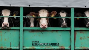 Крупный рогатый скот эвакуировали с затопленных хозяйств на Урале