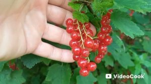 Красная и бордовая смородина поспели!
