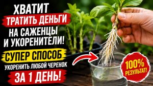 Хватит тратить деньги на саженцы и укоренители! Супер способ укоренить любой черенок за 1 день!