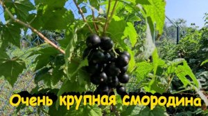 «Смородина черная, самый крупноплодный сорт.»#сад#огород#дача