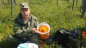 За морошкой_ Золото Карелии_ Гадюка, рябчики, грибы