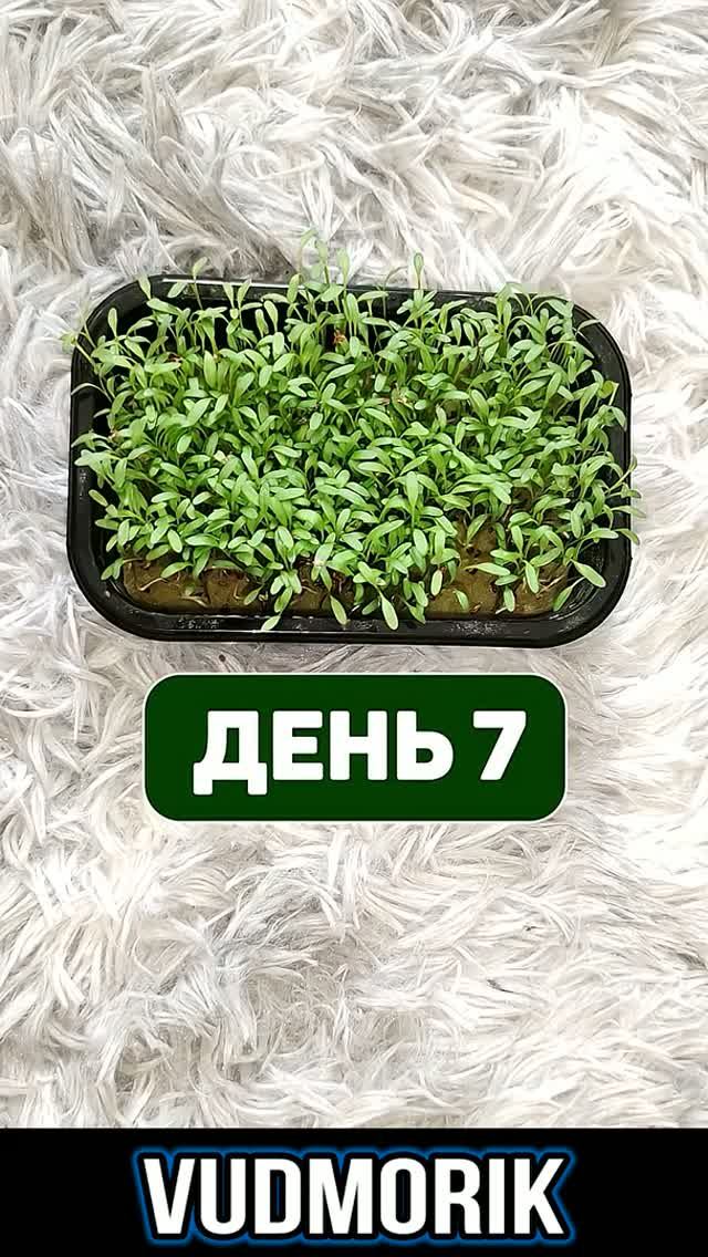 Можно ли вырастить кресс-салат из магазина "Магнит" за 10 рублей?