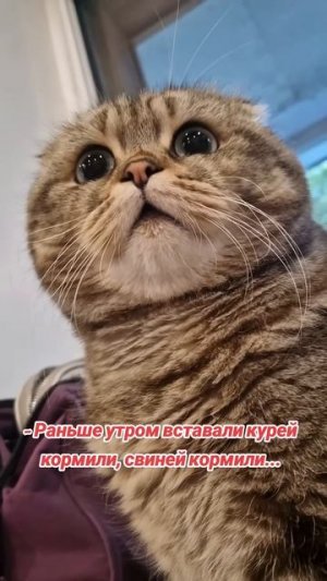 Мамуль, кота кормила..🤣