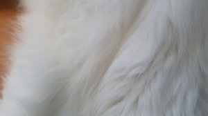КОТИК ВАСЬКА🤗🥰
