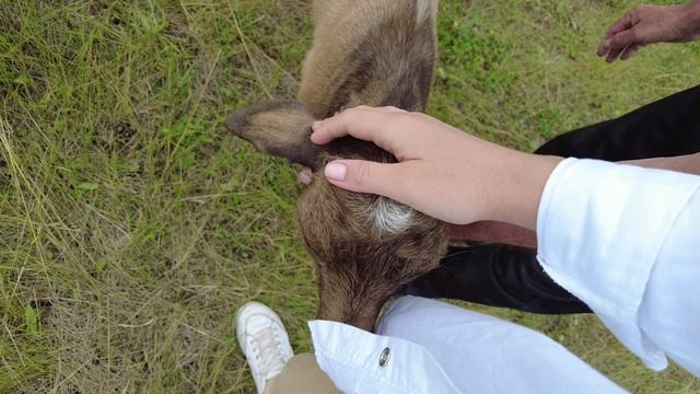 АННИНО. Козы и родник / САРАТОВСКАЯ ОБЛАСТЬ /
