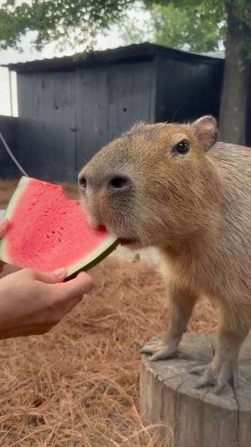 Капибара арбузная🍉