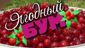 Отличный урожай. Ягоды сыпятся с куста
