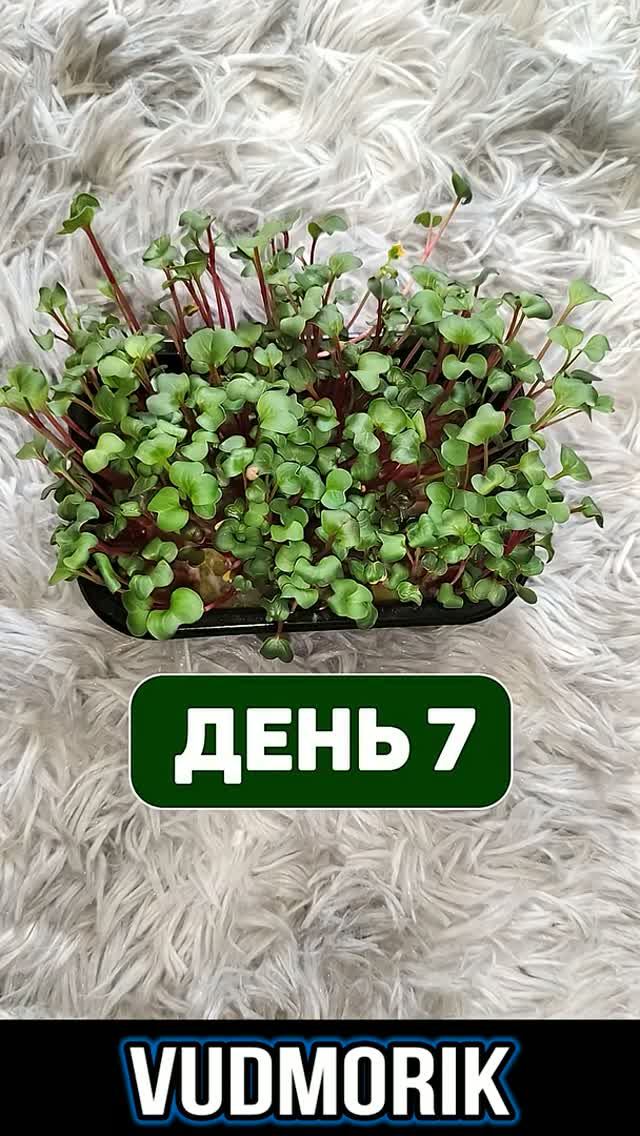 Можно ли вырастить редис из магазина "Магнит" за 10 рублей