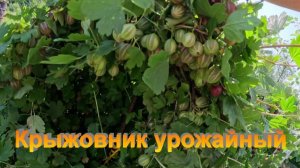 «Крыжовник бесшипный и очень урожайный.»#сад#огород#дача