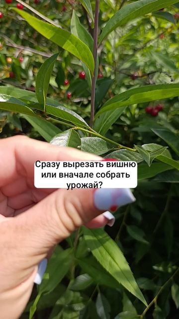 Сложный выбор. Вырезать вишню или собрать урожай. 15-07-2026