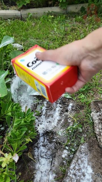 Как избавиться от муравьев? смотреть онлайн