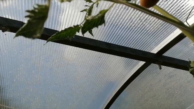 Томатомания. Прищипываем верхушку у томатов правильно