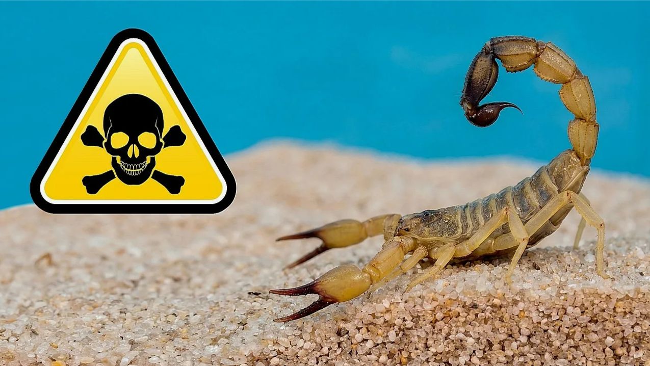 Мой новый питомец — самый смертоносный скорпион в мире! Androctonus australis смотреть онлайн