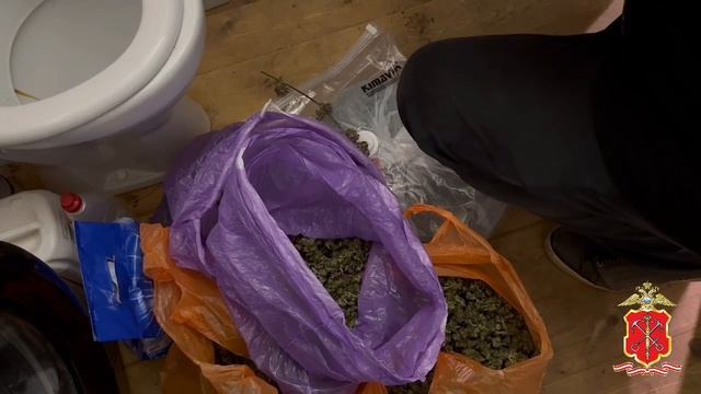 У дачного наркоагронома из Ленобласти полиция изъяла крупную партию марихуаны и 89 кустов каннабиса смотреть онлайн