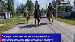Лошади помогают искать нарушителей и патрулировать леса Ленинградской области