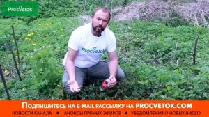 Как уничтожить сорняки Проверяем популярные рецепты из интернета