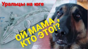 Дорогой дневник!Творю и вытворяю.