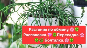 РАСТЕНИЯ ПО ОБМЕНУ.🌷💖 РАСПАКОВКА.🌸 ПЕРЕСАДКА.🌿 БОЛТАЛКА.💖🌸