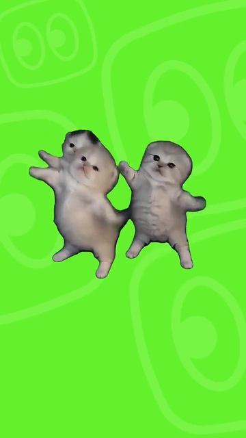 танцующие коты