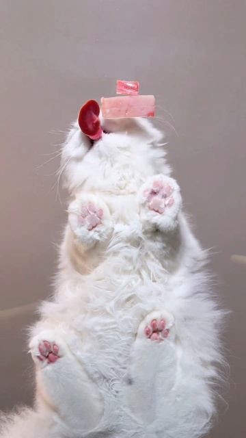 котик кушает 🐾