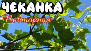 ПОВТОРНАЯ ЧЕКАНКА ПОБЕГОВ винограда. 2026 год.