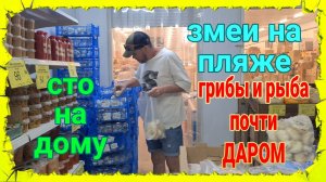 Ейск🏖Змеи на пляже. СТО на дому. Грибы и рыба почти даром. Ремонт и работа Олега.