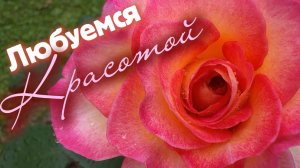 А вы видели такую красоту