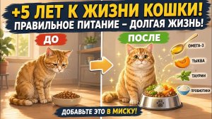Добавьте ЭТО в миску кошки, чтобы она жила дольше! (Одобрено ветеринаром)