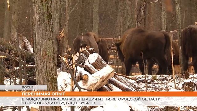 В Мордовию приехала делегация из Нижегородской области, чтобы обсудить будущее зубров смотреть онлайн