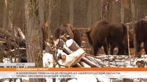 В Мордовию приехала делегация из Нижегородской области, чтобы обсудить будущее зубров
