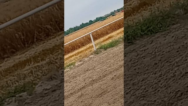 🐎🐎🐎🐎🐎