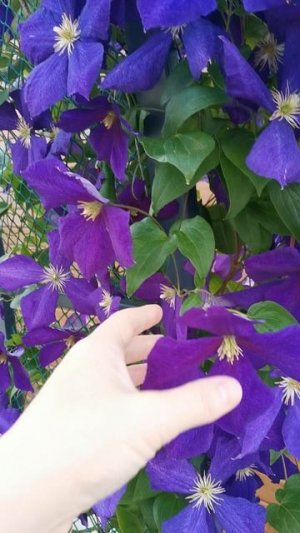 Клематис Жакмана Суперба #моялюбимаясемейка #дача #сад #клематис