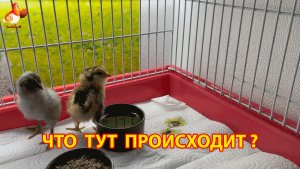 Два цыплёнка после инкубатора спрятались в углу и не понимают, что происходит (3)