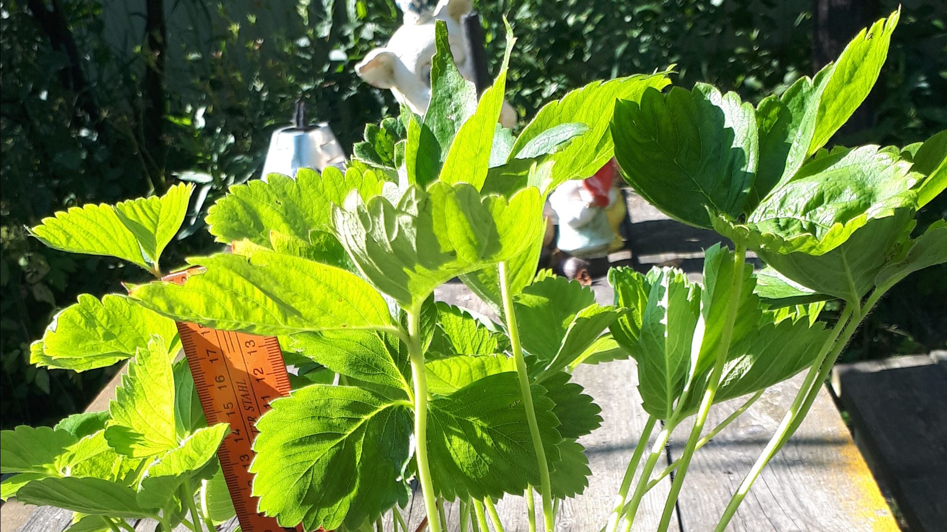 Альбион клубника, рассада на продажу.