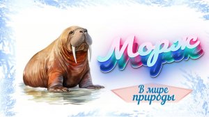 📗 «Морж» ~ СЛАЙДЫ | РАССКАЗ Христианский 🌼🟢 В МИРЕ ПРИРОДЫ