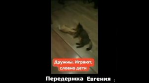 🚤 🚤 Мы- ПАРОМЩИКИ в жизни животных..
С Чёрной Строны Смерти перевозим их  на Светлую  для Жизни.