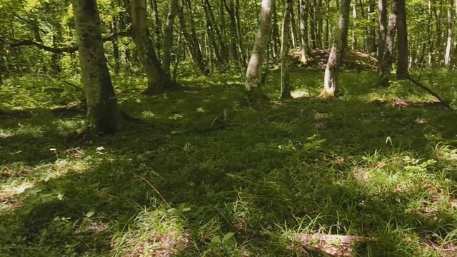 По лесам по лугам с металодетектором