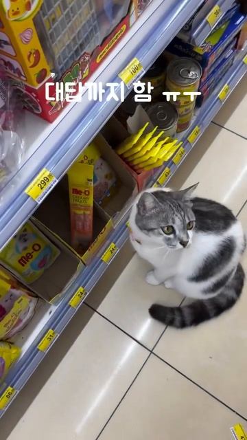 Хитрый кот. Животные. смотреть онлайн